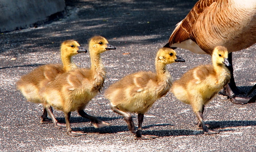 [Four goslings walking in a row on pavement near the feet of a parent. Their tiny wings are visible on their backs and their heads and necks are already losing their fuzziness.]